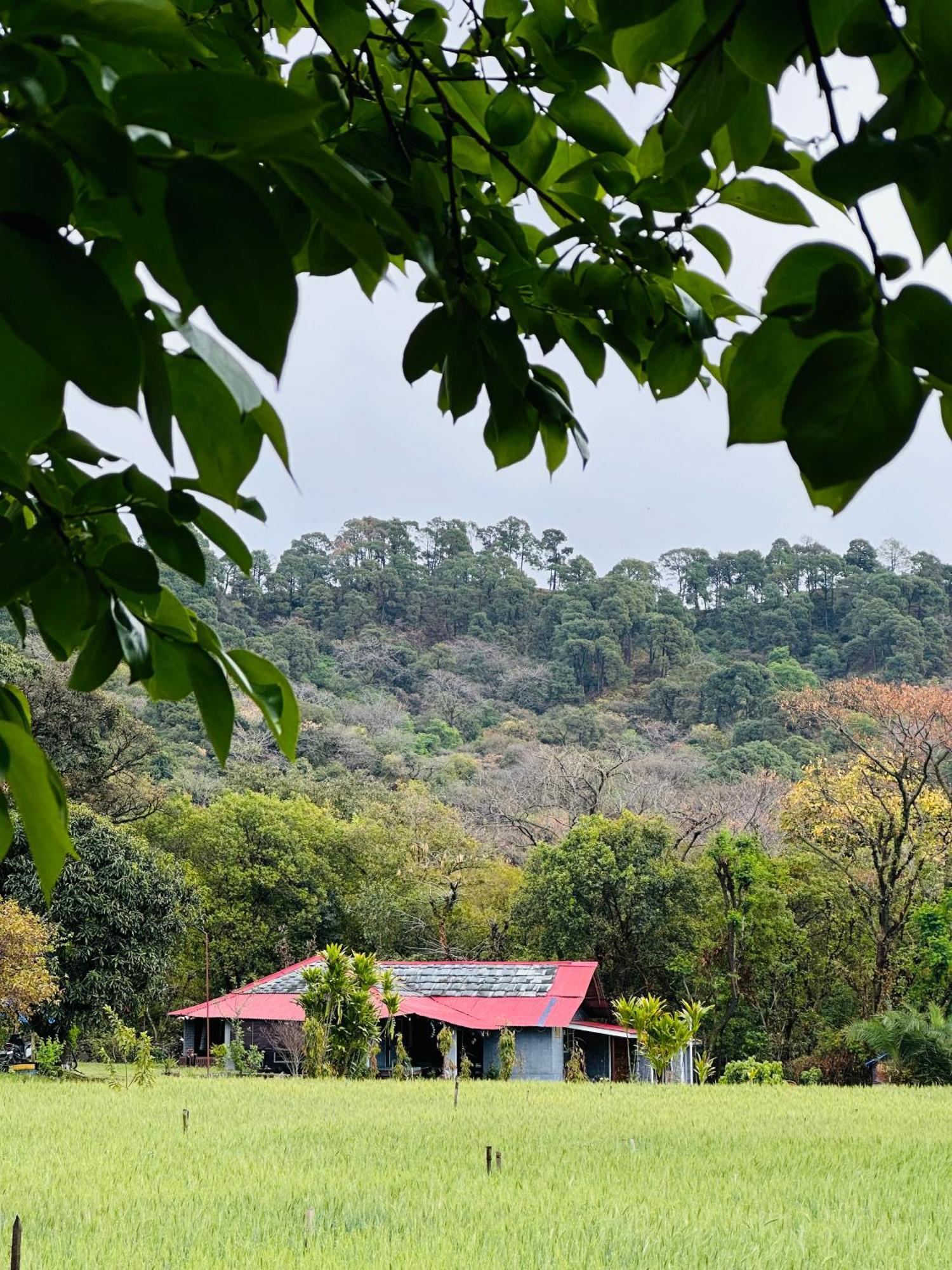 Dreamwoods A Travellers Farm Hostel Νταραμσάλα Εξωτερικό φωτογραφία