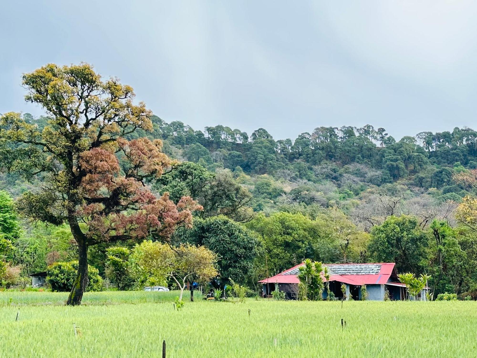 Dreamwoods A Travellers Farm Hostel Νταραμσάλα Εξωτερικό φωτογραφία